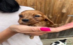 Cockalier dogs for sale: Cockaliers  - Image 15