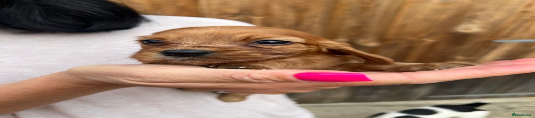 Cockalier Puppy 2