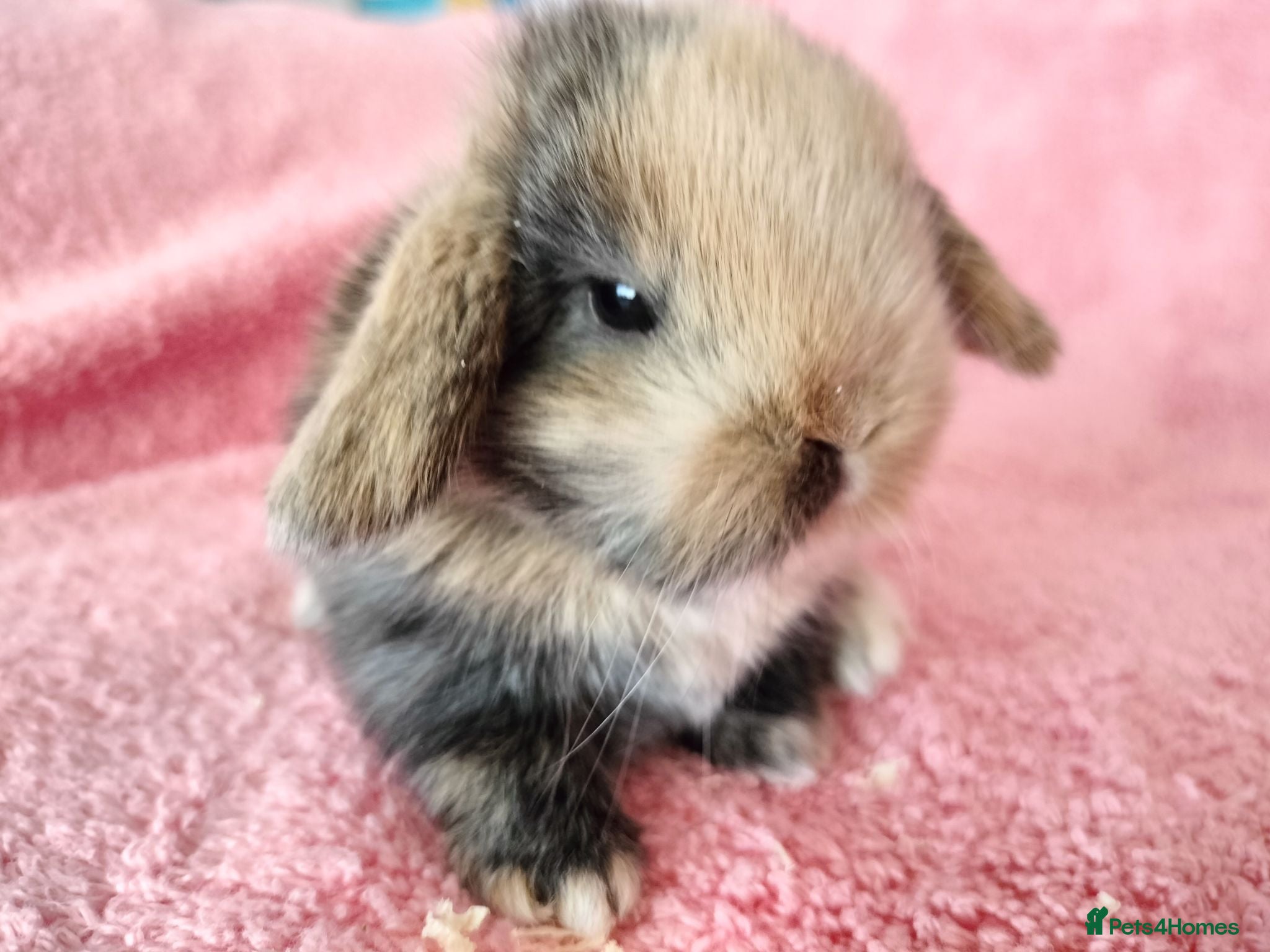 Mini Lop rabbits Baby mini lops for sale  - Advert 14