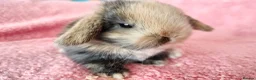 Mini Lop rabbits for sale: Baby mini lops for sale  - Advert 7