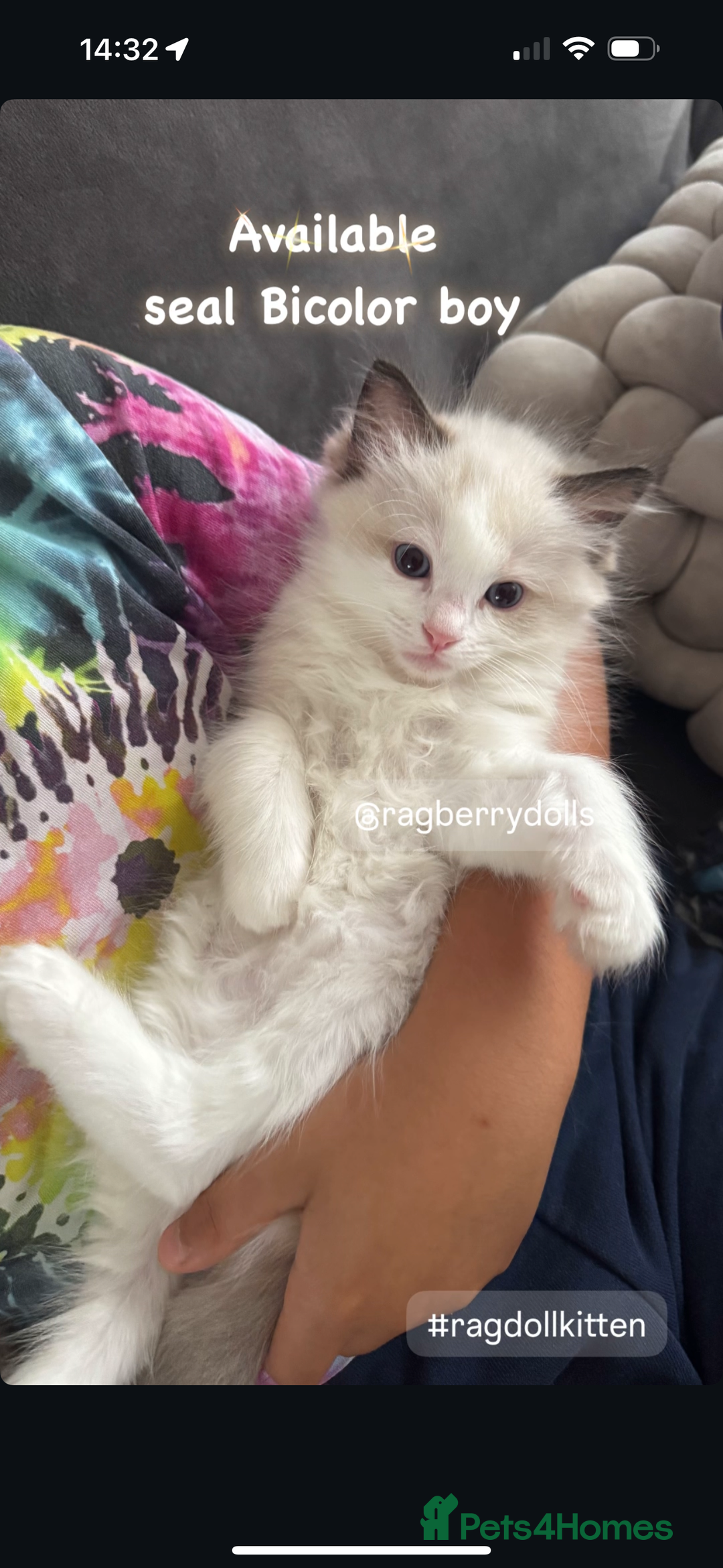 Ragdoll cats for sale: TICA Registered Ragdoll Kittens Available  - Image 7