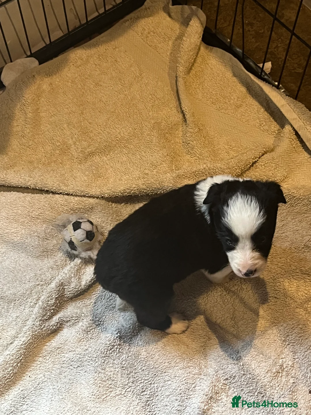 Border Collie dogs for sale: Border collie puppies, excellent litter!!  - Advert 14