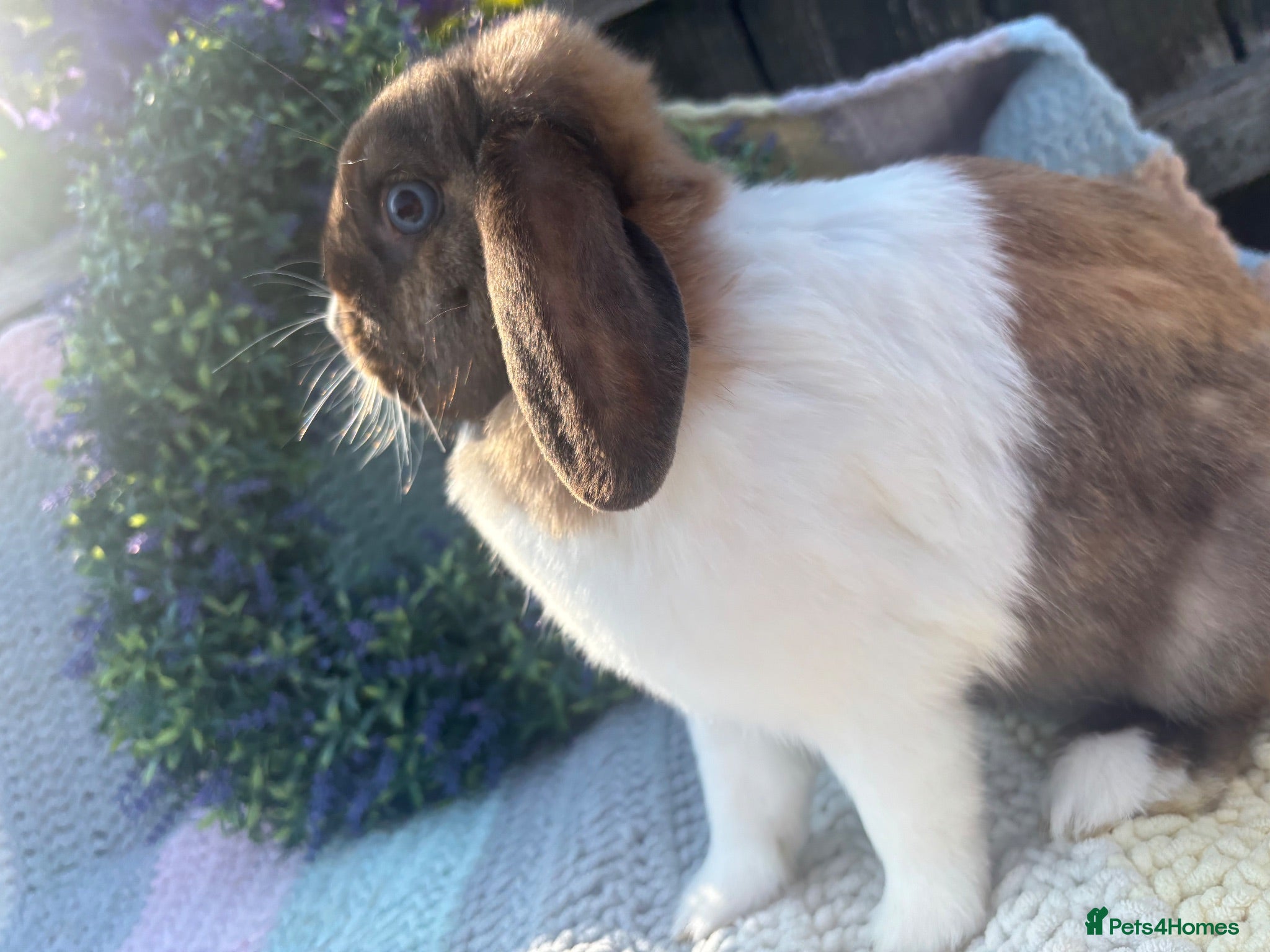 Mini Lop rabbits Adult mini lops for 5⭐️🏡 - Advert 1