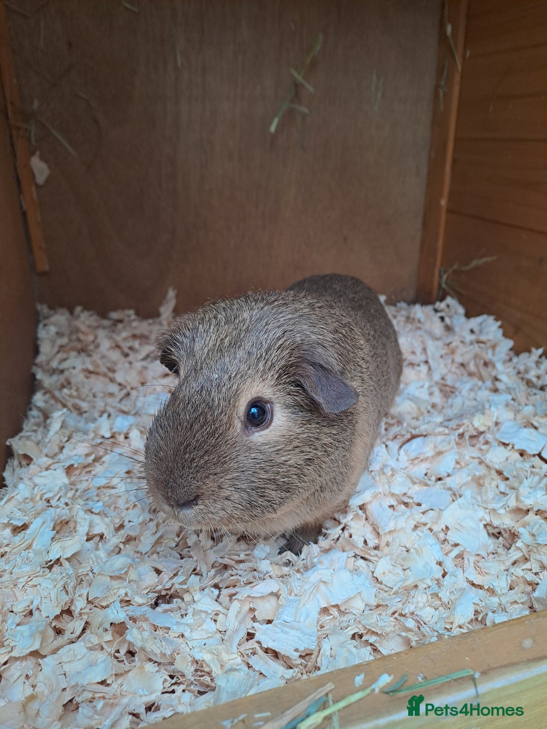 Guinea Pig rodents for sale: Gorgeous guinea pigs in search of new loving homes - Image 4