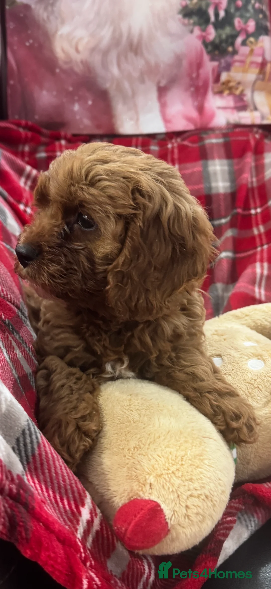 Cavapoo dogs for sale: Cavapoo boy pups ready now 🏡 - Advert 9