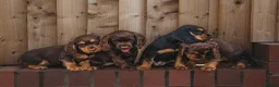 Cocker Spaniel dogs for sale: Superb working cocker spaniels liver and tan males - Advert 1