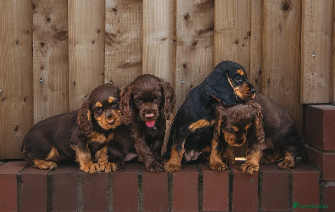 Cocker Spaniel dogs for sale: Superb working cocker spaniels liver and tan males - Advert 1