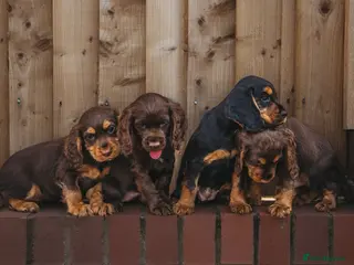 Cocker Spaniel dogs Superb working cockers liver and tan and liver - Advert 1