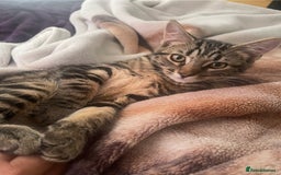 Domestic Shorthair cats for sale: 3 Different Age Cats For Sale - Image 2