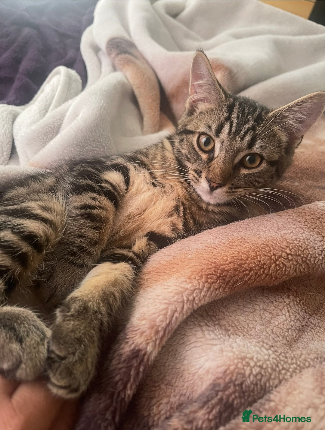 Domestic Shorthair cats for sale: 3 Different Age Cats For Sale - Image 2
