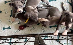 Whippet dogs for sale: One boy left, KC registered  - Image 7