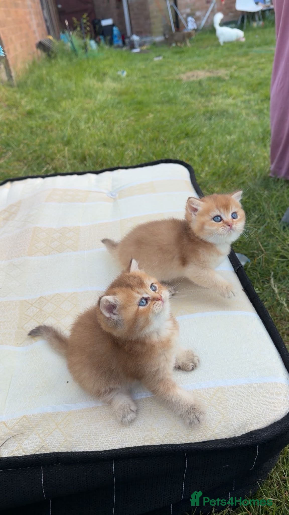 British Shorthair cats Purebred British Shorthair Golden Cats - Advert 2