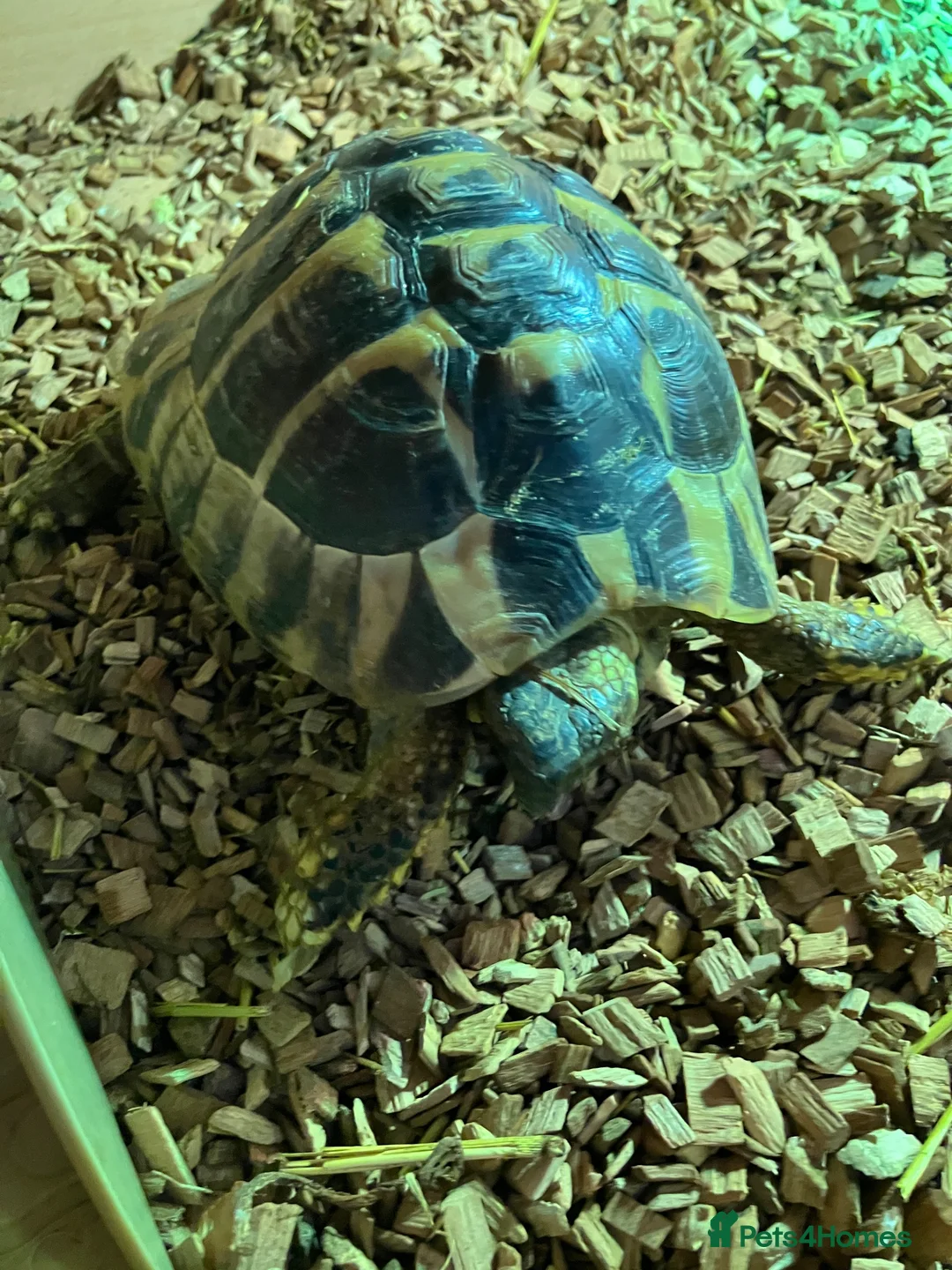 Hermann Tortoise reptiles for sale: Hermann’s Tortoise with Full Vivarium Setup  - Advert 5