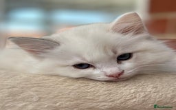 Ragdoll cats for sale: Gorgeous litter of bicolour kittens GCCF reg - Image 8