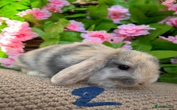 Mini Lop rabbits for sale: Mini lops  7 weeks old - Image 12