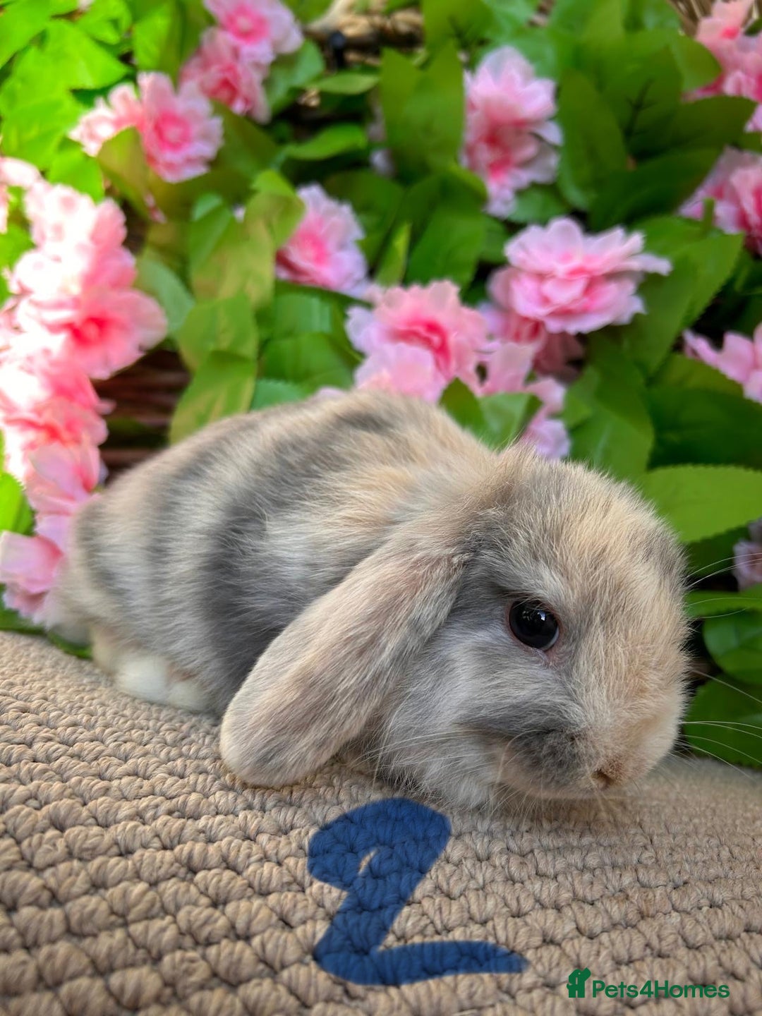 Mini Lop rabbits for sale: Mini lops  7 weeks old - Image 12