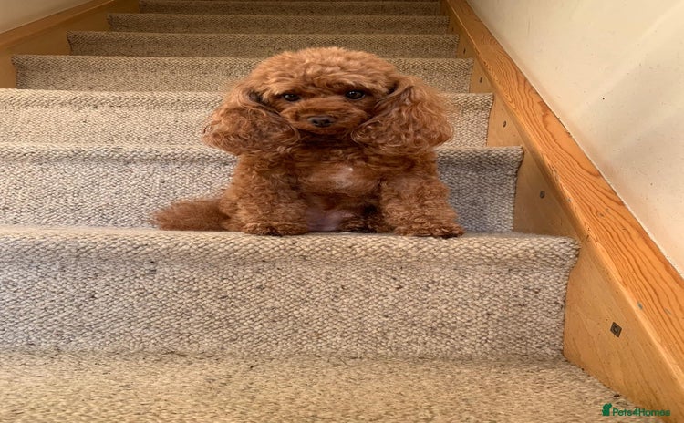 Toy Poodle dogs - Advert 9