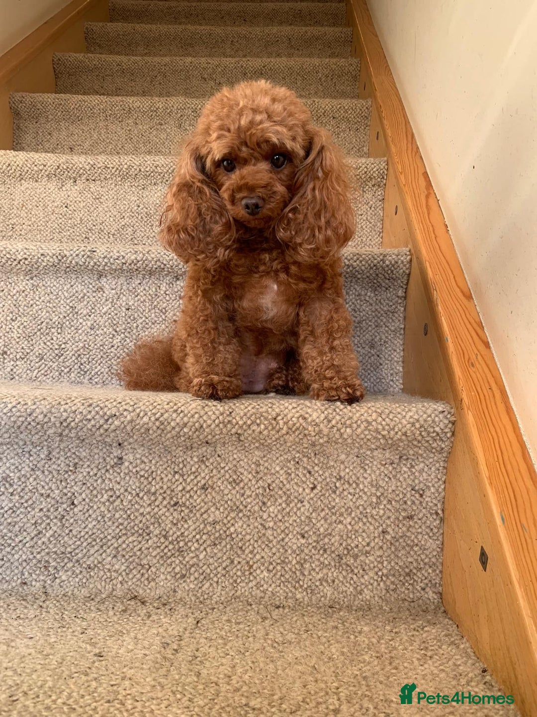 Toy Poodle dogs for sale: Adorable Toy Poodle princess looking for a home! - Image 1