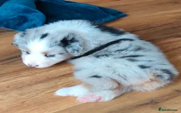 Australian Shepherd dogs for sale: merle aussie  - Image 3