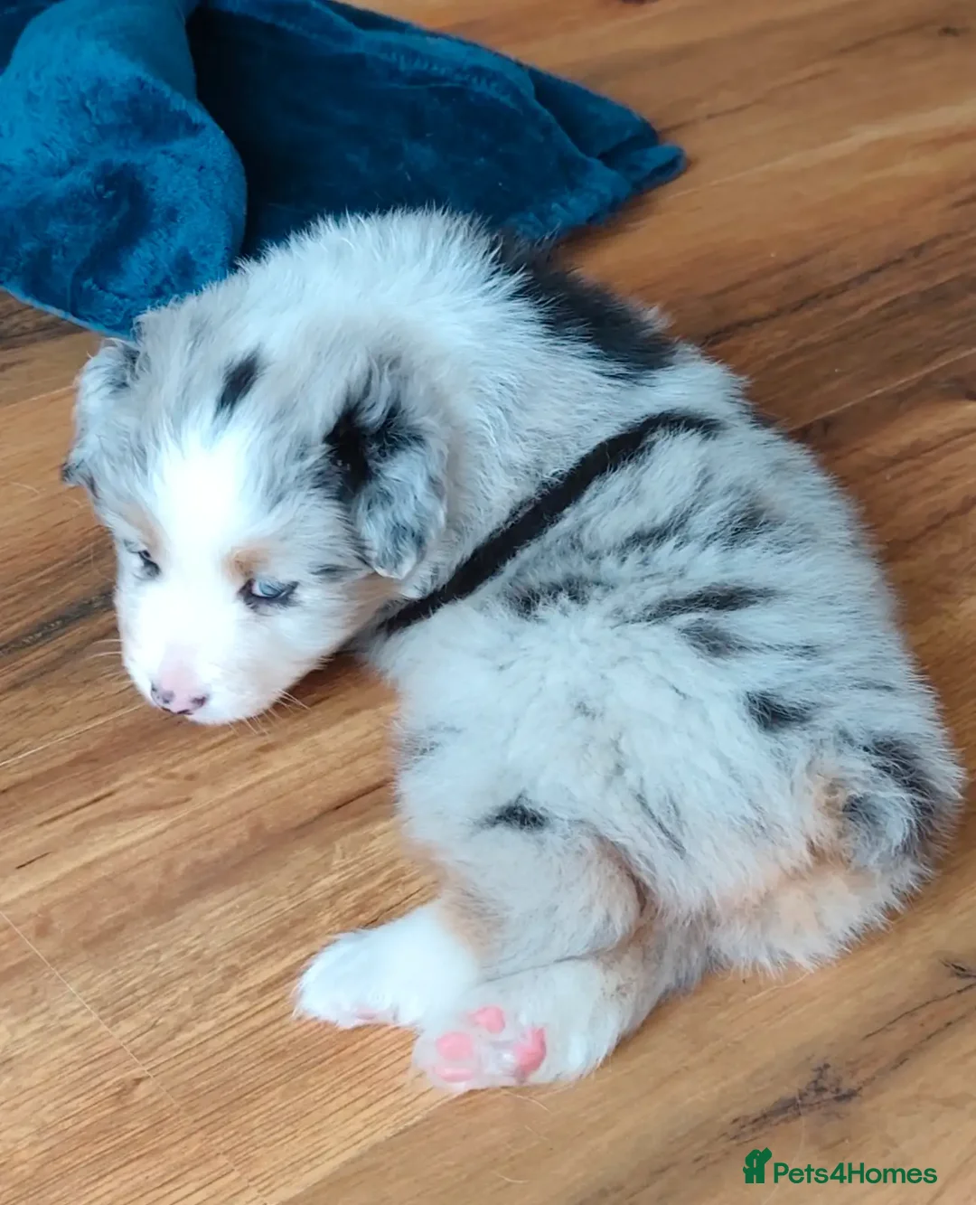Australian Shepherd dogs for sale: merle aussie  - Image 3