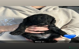 Cockapoo dogs for sale: 🖤BEAUTIFUL COCKAPOO FOR SALE🖤 - Advert 30