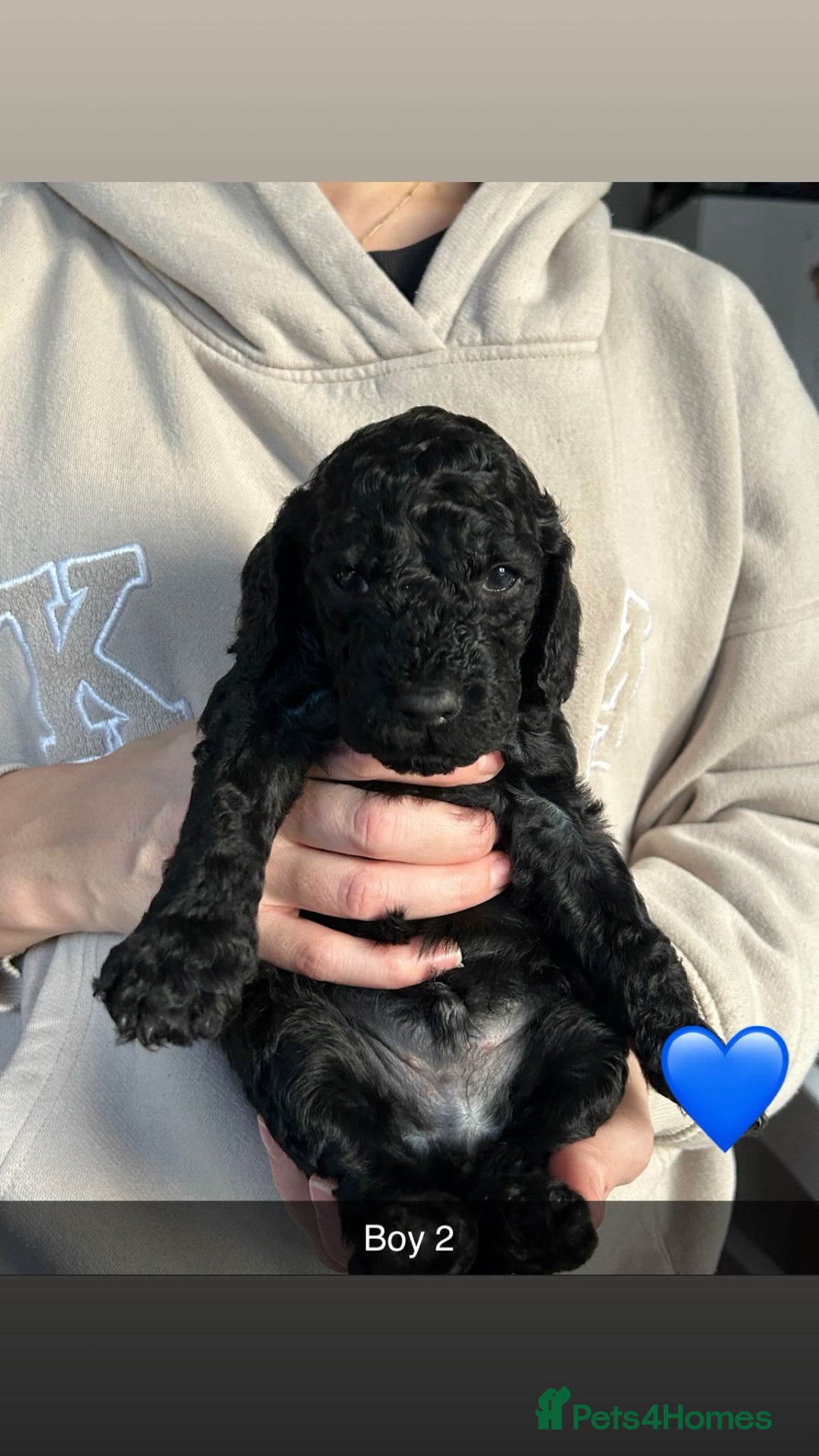 Cockapoo dogs for sale: 🖤BEAUTIFUL COCKAPOO FOR SALE🖤 - Advert 30