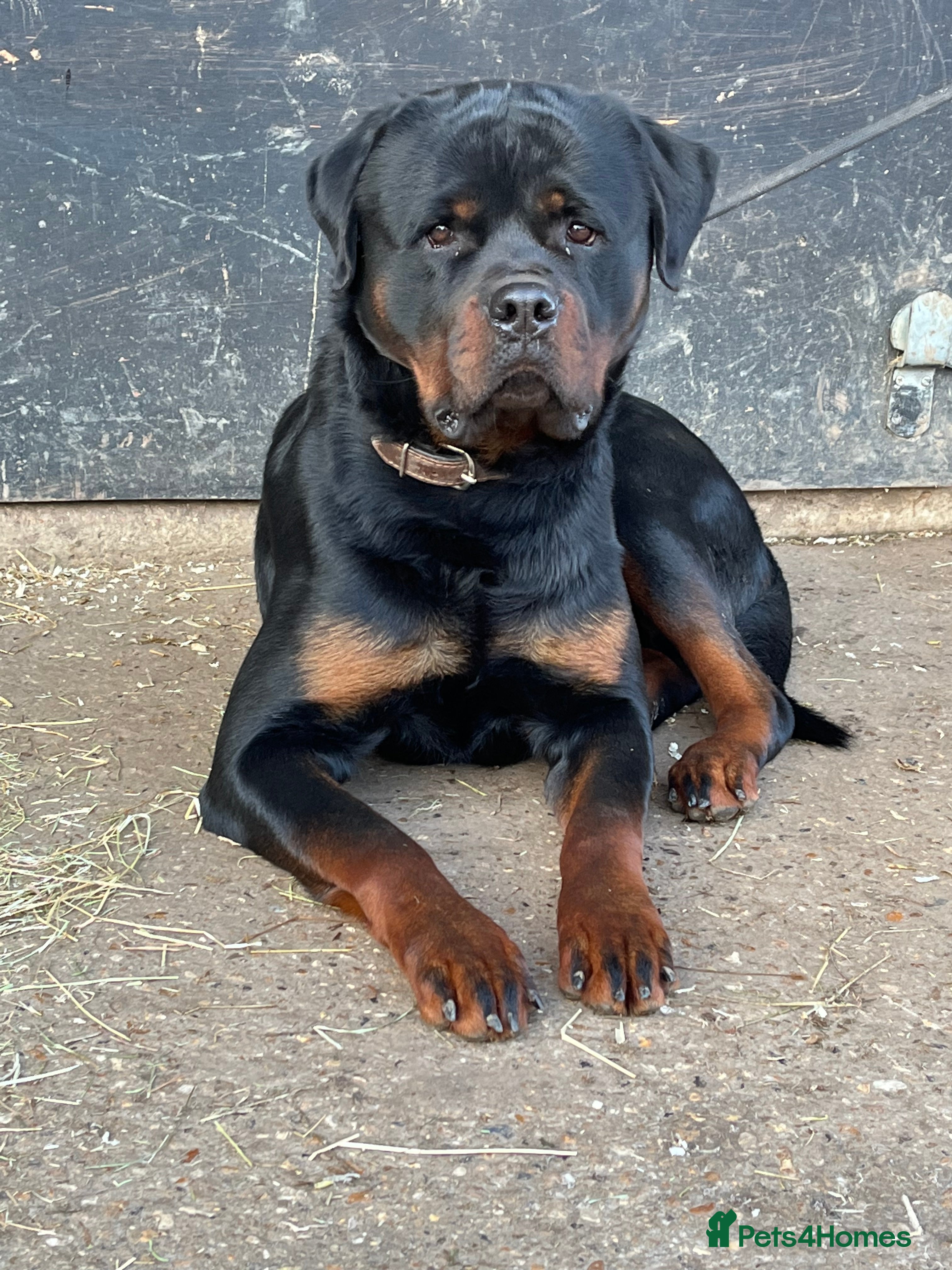 Rottweiler dogs For stud kc registered Rottweiller  - Advert 5