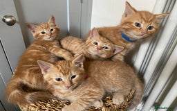Domestic Shorthair cats for sale: Healthy full ginger female girl kittens  - Image 5