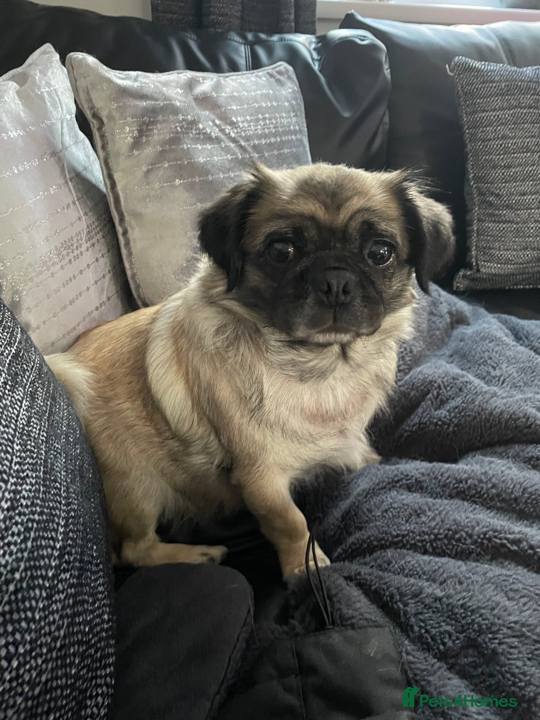 Pug dogs for sale: Beautiful KC Reg spayed fluffy pug needs home 💖 - Advert 4
