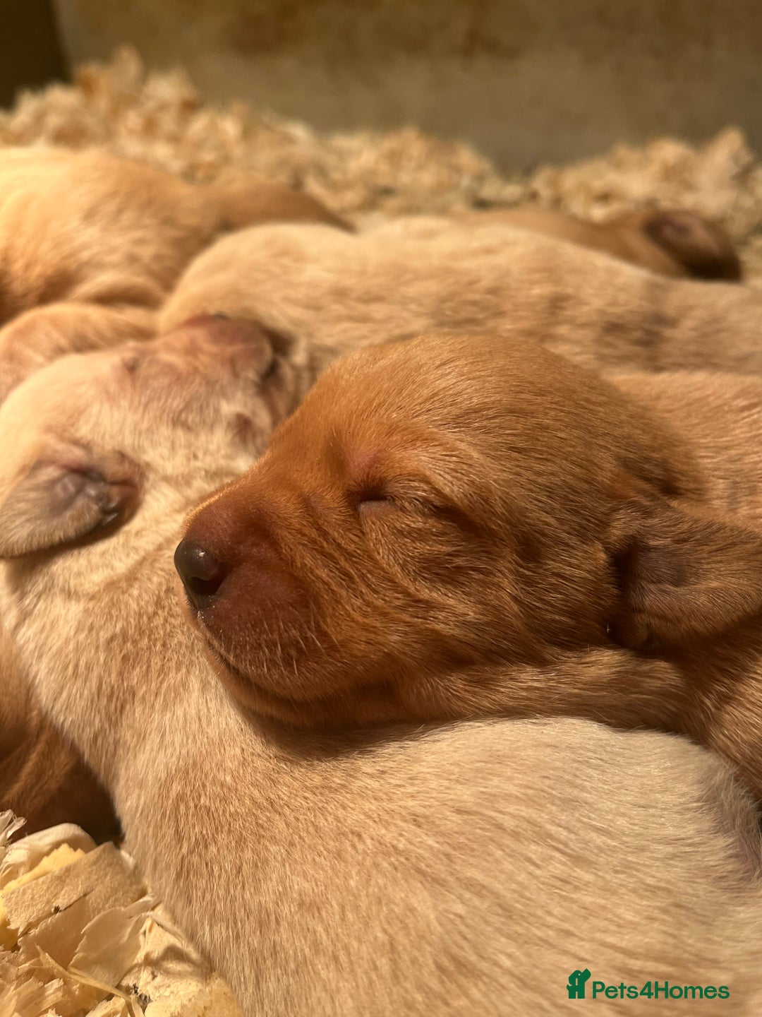 Labrador Retriever dogs for sale: KC Registered Labrador Puppies for Sale - Advert 20