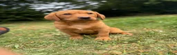 Labrador Retriever dogs for sale: Kc reg ftch Labrador puppies - Advert 20