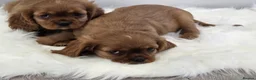 Cavalier King Charles Spaniel dogs for sale: Stunning kc reg health tested cavaliers - Advert 7
