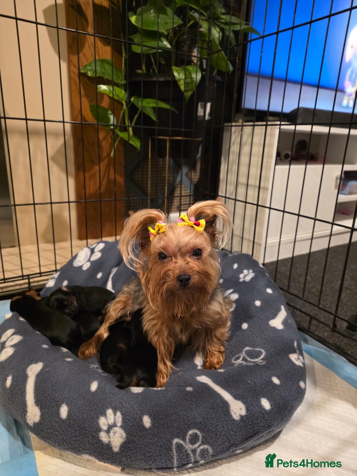 Yorkshire Terrier dogs Yorkshire Terrier mini  - Advert 1