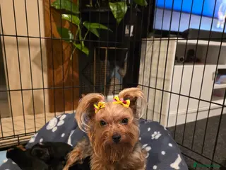 Yorkshire Terrier dogs Yorkshire Terrier mini - Advert 1