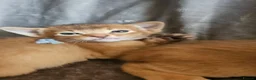Abyssinian cats for sale: Abyssinian kittens for sale - Advert 9