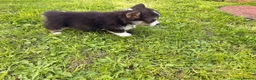 Welsh Corgi Pembroke dogs for sale: Kc pembroke corgi puppies - Advert 11