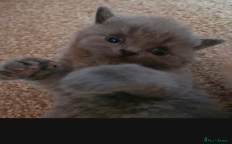 British Shorthair cats - Advert 1