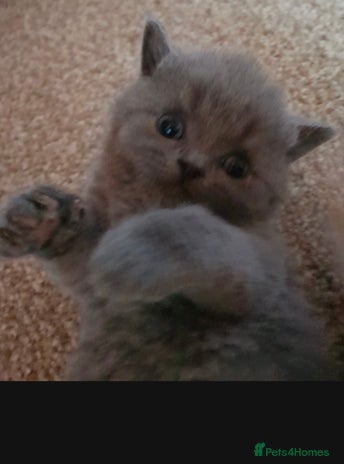 British Shorthair cats - Advert 1