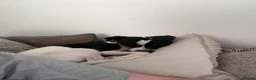Patterdale Terrier dogs for sale: Rehoming  in Bideford - Advert 3
