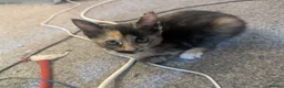 Russian Blue cats for sale: Russian Blue X Ragdoll kittens (Russian Dolls) - Advert 8