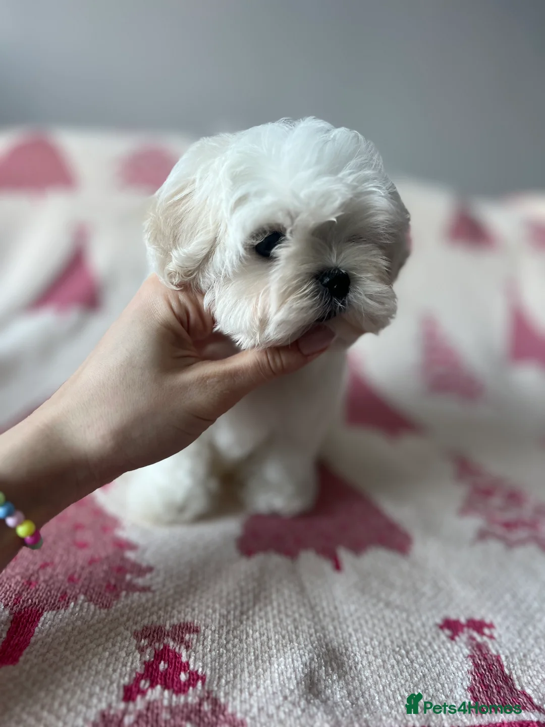 Maltese dogs for sale: Reduced price 💙Maltese cute puppies 💙 - Advert 11