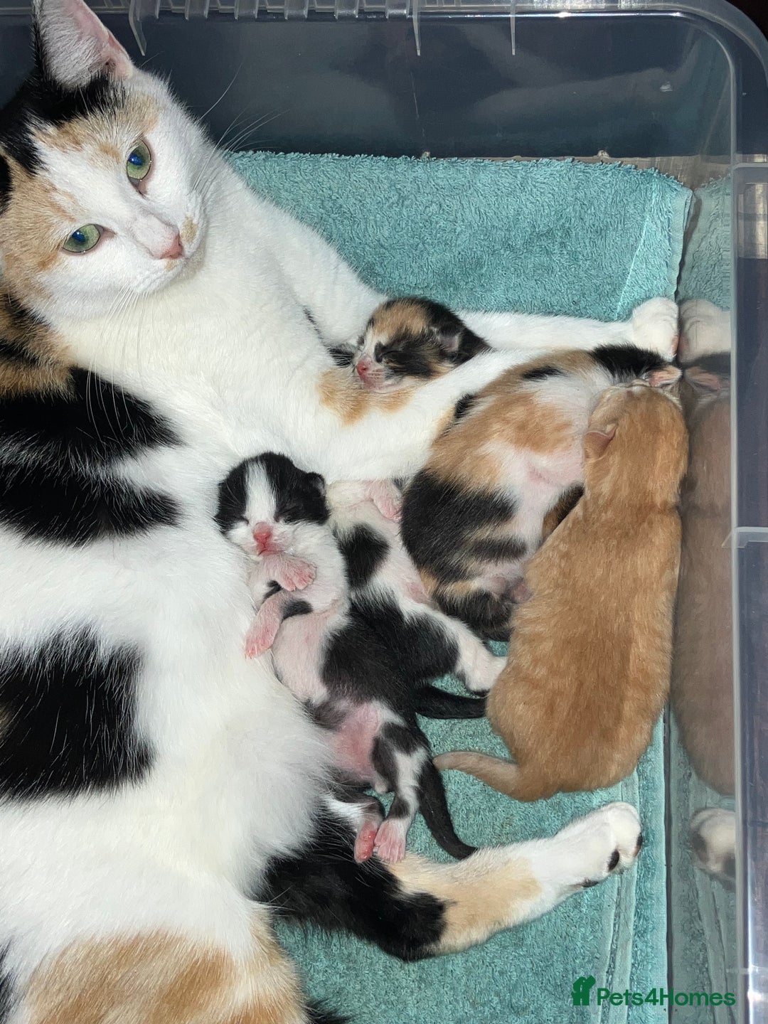 Mixed Breed cats for sale: 5 gorgeous kittens - Image 6