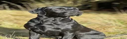 Labrador Retriever dogs for sale: Beautiful KC Lab Pups - Advert 1