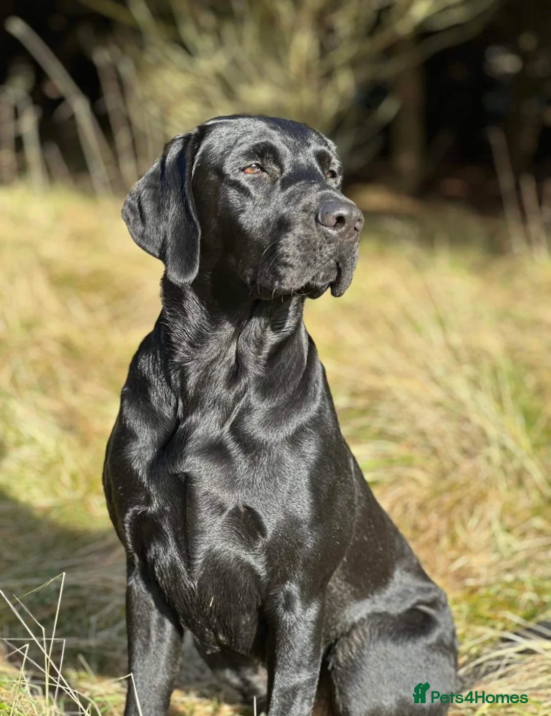 Labrador Retriever dogs for sale: Beautiful KC Lab Pups - Advert 1