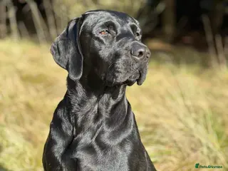 Labrador Retriever dogs Beautiful KC Lab Pups - Advert 3
