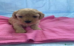 Cavapoo dogs for sale: Cavapoo puppies boys and girls available - Image 4