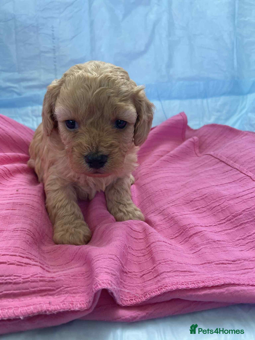 Cavapoo dogs for sale: Cavapoo puppies boys and girls available - Image 4