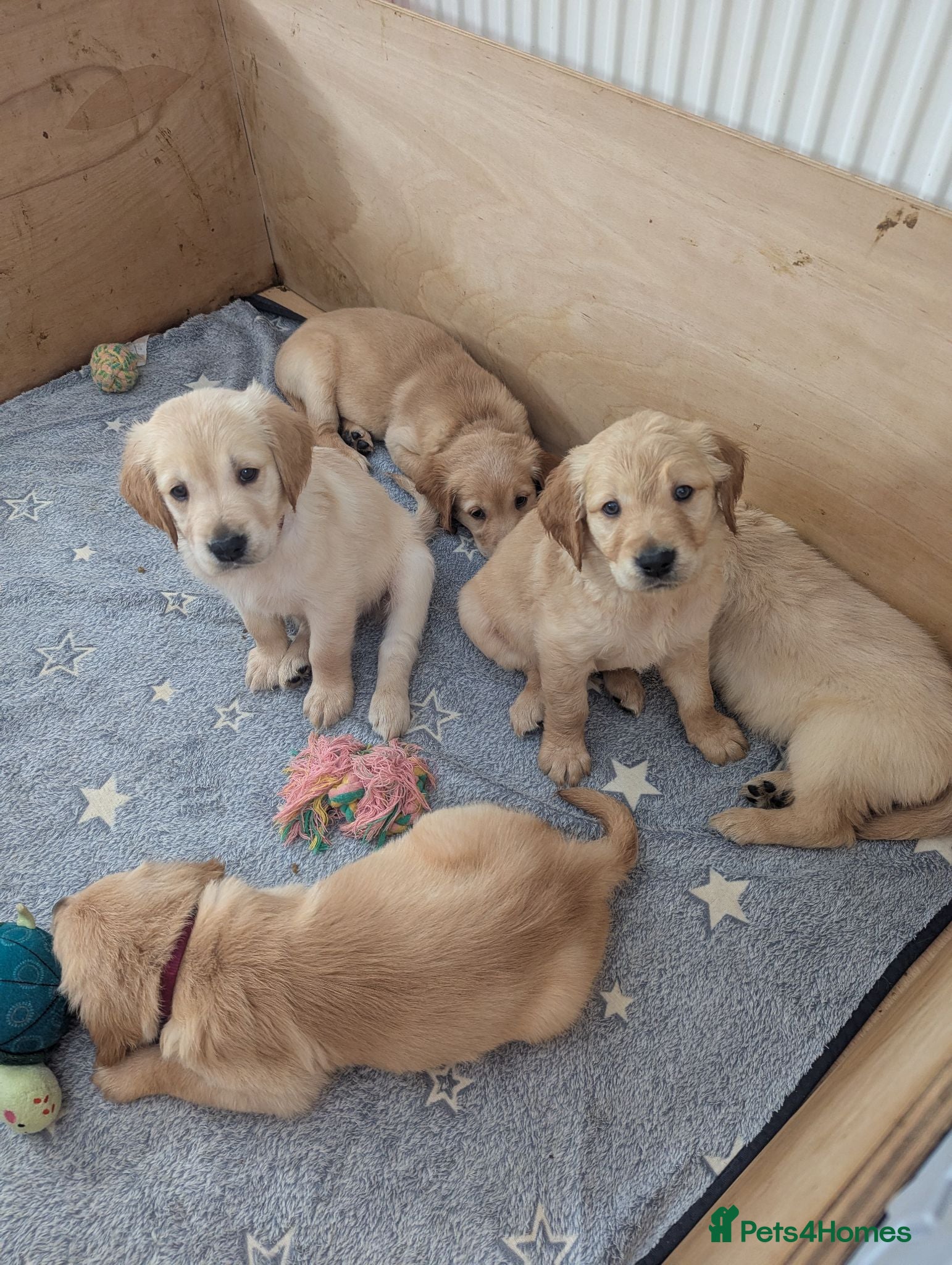 Golden Retriever dogs KC Pedigree Golden Retriever Puppies - Advert 1