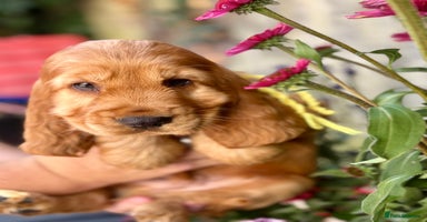 Cocker Spaniel dogs in Chepstow - Advert 7