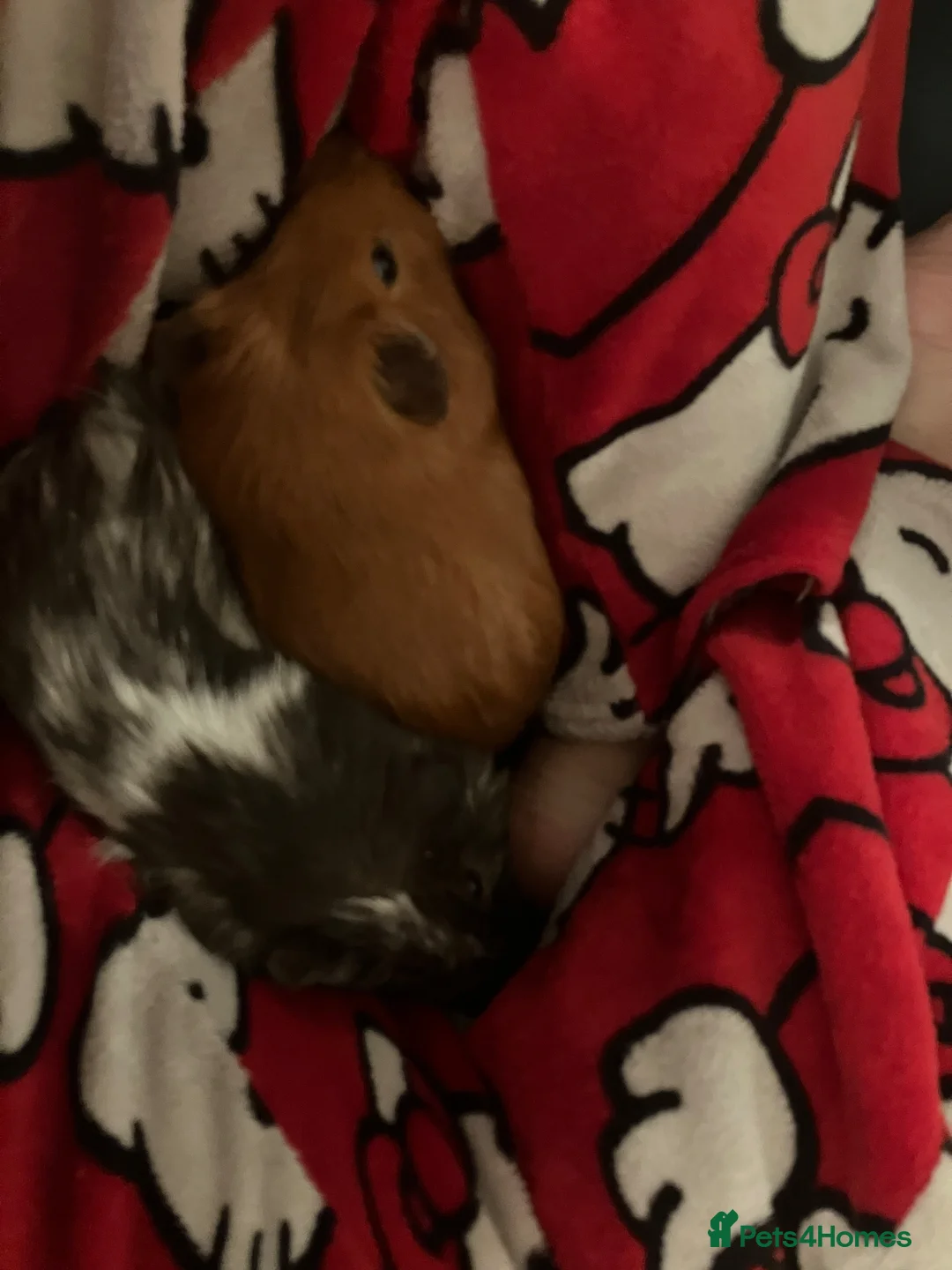 Guinea Pig rodents for sale: Two guinea pigs for £180  in London - Advert 2